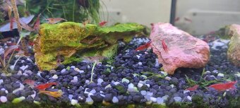 Krevetky Red cherry - Neocaridina davidi - 4