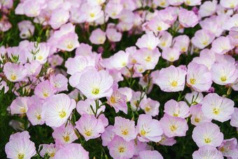 TRVALKY...VERBENA SPORÝŠ, PUPALKA, VERBENA-SPORÝŠ, PUPALKA R - 4