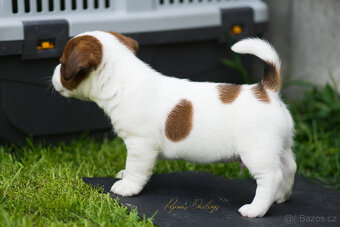 Jack Russell teriér s průkazem původu -PEJSEK - 4