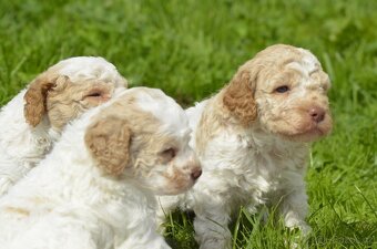 Lagotto Romagnolo s PP/ ITALSKÝ VODNÍ PES/ - 4