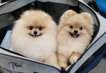 Pomeranian s PP - 4