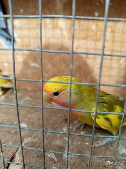 Agapornis růžohrdlý - 4