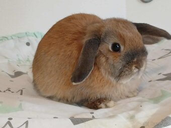 Volná samička - Anglický Zakrslý Beránek MiniLop🍑 - 4