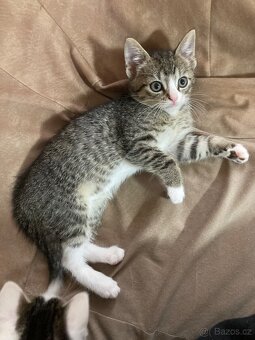 Darujeme koťátka - 4