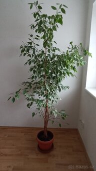 Fikus benjamin Ficus Benjamina, vzrostlá pokojová kytka - 4