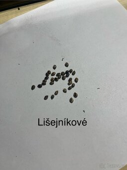 Vajíčka strašilek australských lišejníkových a hnědých - 4