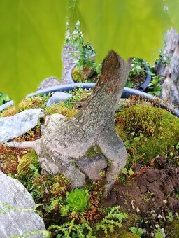 Javor mléč (Acer platanoides) bonsai - 4