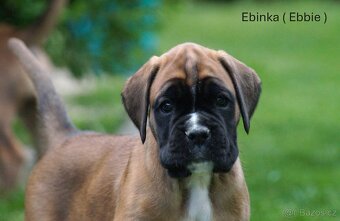 Nemecký boxer šteniatka - 4