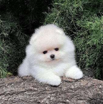 Pomeranian mini - 4