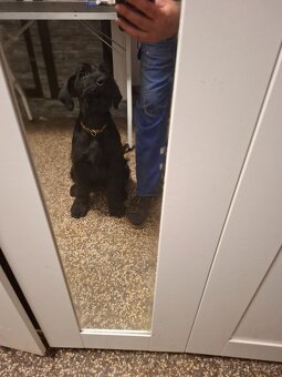 Knírač velký černý s PP - 4