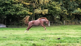 3l kobylka mix Qh x ČSP - 4