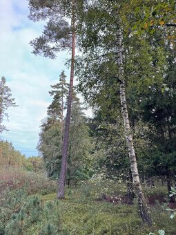 Prodám lesní pozemky v k.ú. Ločenice, p.č. 1452 a 1453 - 4