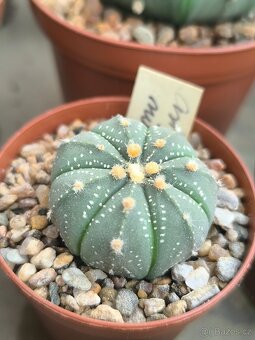 Kaktusy a sukulenty - 4