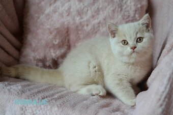 Britská koťátka s PP - 4