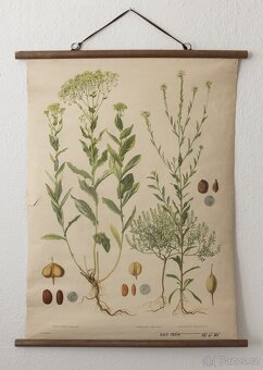 Staré školní plakáty botanické (různé druhy, ceny v textu) - 4