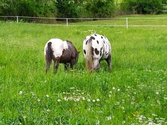 Appaloosa - 4