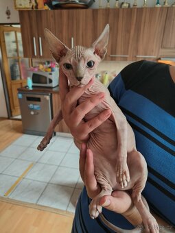 Kotě Sphynx - 4