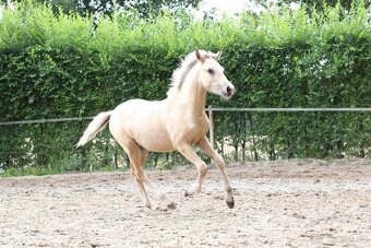 Letošní kobylka WPBR po Hulst Curioso - 4