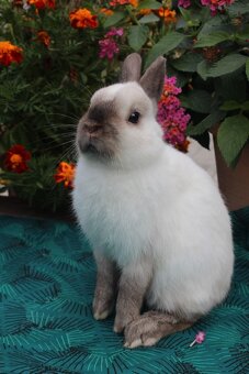 Zakrslý siamský žlutý s PP samečci - 4