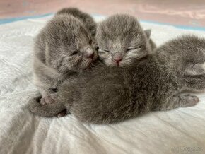 Koťata  britské  narozené. 13.03. 2024. - 4