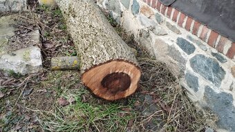 Kmen a špalky ořech, ořešák 3m, 50 cm - 4