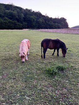 Mini Shetland pony - 4