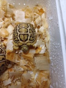 Želva pardálí - 4