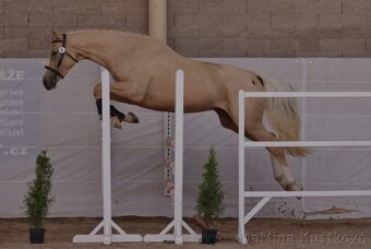 Atraktivní kůň Kinský - 4