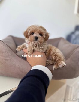 Maltipoo F1 caramel 3 měsíce 1500€‼️ Mimi - 4