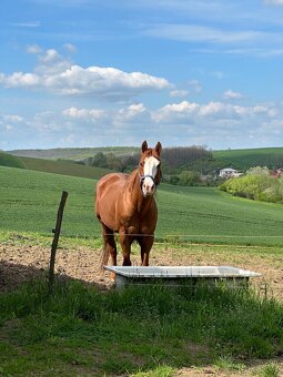 Paint horse žrebec - 4
