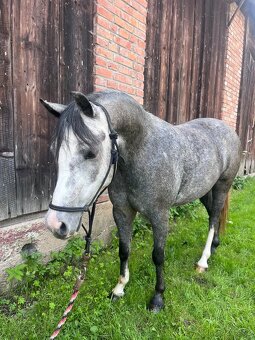 Veľmi mila Pony kobylka - 4