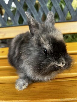 🐰 Zakrslí králíčci – zakrslý lvíček - 4