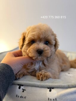 Caramel Maltipoo Holčička - 4