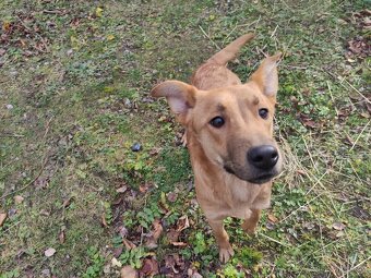 Odrostlá štěnata - 4