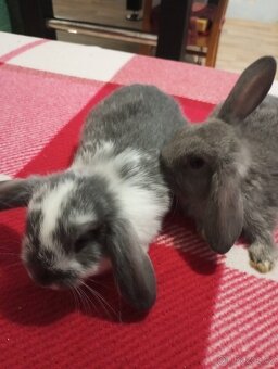 Zakrslý beránek králíček - 4