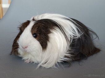 Dlouhosrsté morče - šeltie - 4