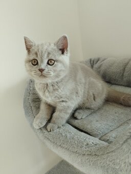 Britská koťata - 4