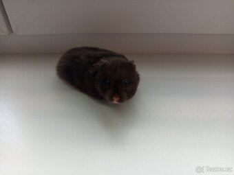 Křeček syrský - 4