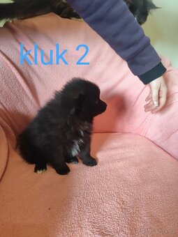 Špic pomeranian - 4