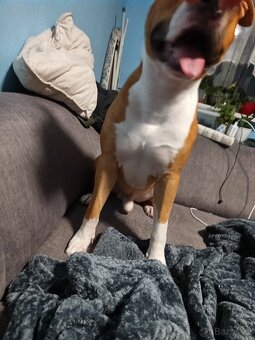 Je krytí amstaff - 4