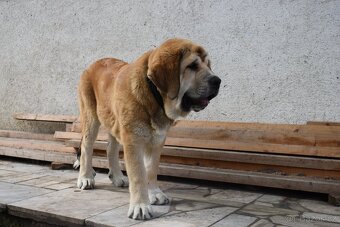 Španělský mastin s PP - fenka - 4