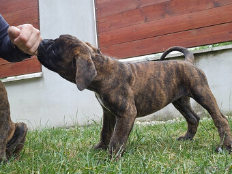 Nemecký boxer psík s PP (50km od Rožnova p. R.) - 4