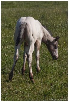 Appaloosa s PP- letošní hřebeček "Oreo" na prodej - 4