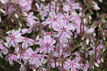 Trvalky a skalničky - 4