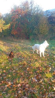 Švýcarský ovčák ke krytí samec - 4