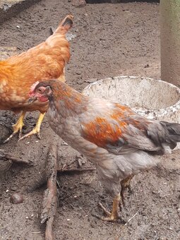 Kohout , kohoutek - 4