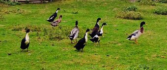 Indický běžec - 4