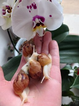 Afričtí šnečci - 4