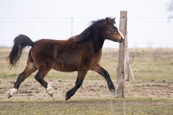 Welsh mountain pony - valach - 4
