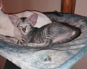 Orientální kočička s PP - 4